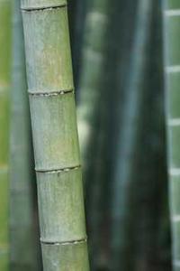 C# 13(.Net 9) 中的新特性 - 扩展类型