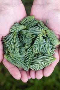 [翻译] .NET Core 2.1 Preview 1 发布