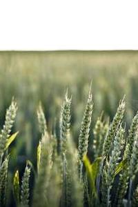 C# 9.0 新特性预览 - 空参数校验